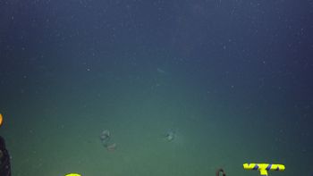 Media type: image;   Invertebrate Zoology 153117 Description: live specimen;